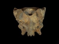 藏品(狗尾椎骨化石)的圖片